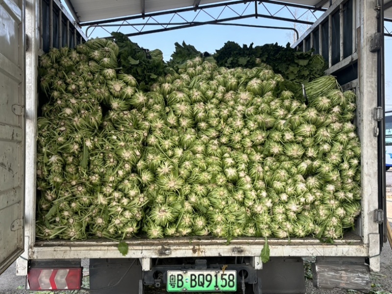 宁波慈溪青雪菜
