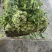 宁波慈溪青雪菜