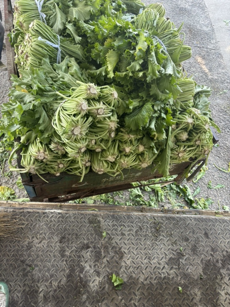宁波慈溪青雪菜