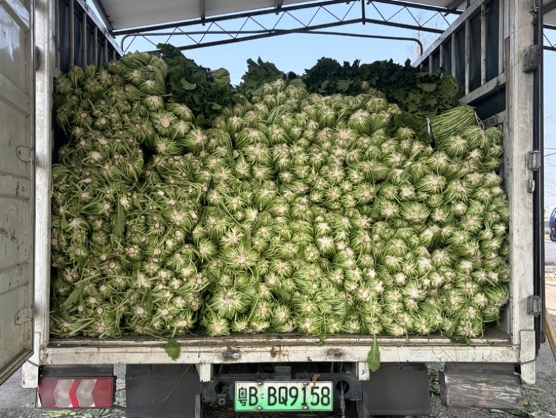 宁波慈溪青雪菜