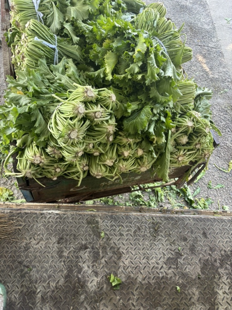 宁波慈溪青雪菜