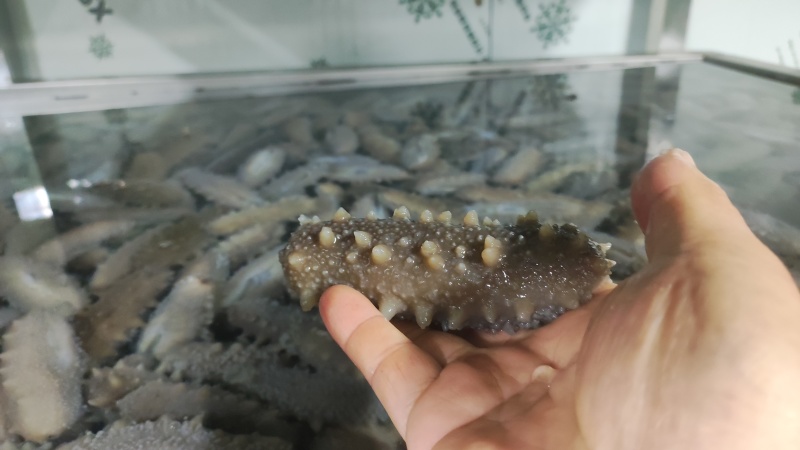 鲜食海参-批发零售，源头捕捞加工生产，贴牌代工，