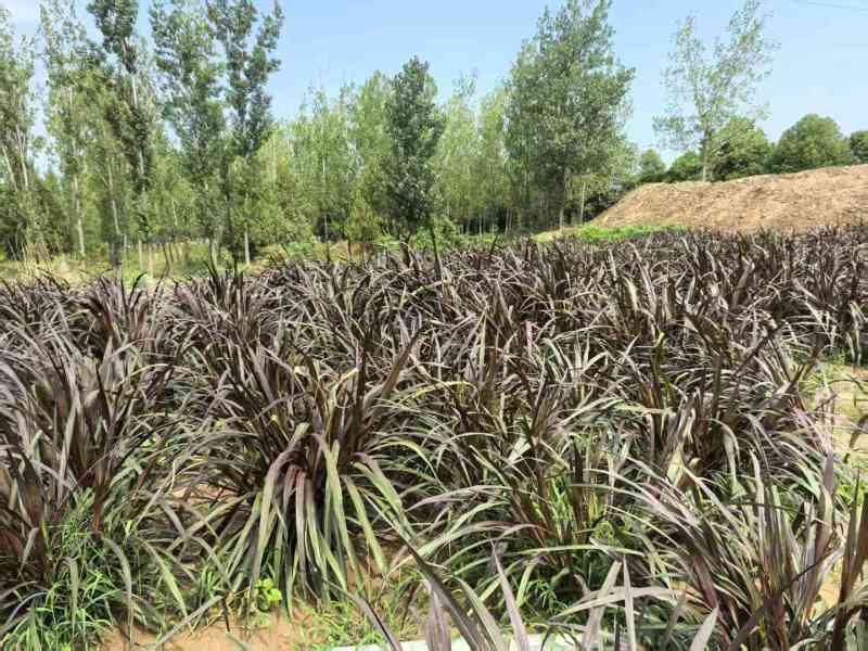 青贮牧草，富含蛋白质与各种微量元素。绿色种植，无农药化肥