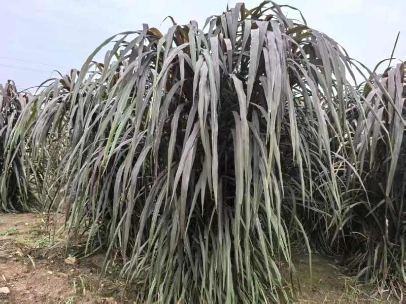 青贮牧草，富含蛋白质与各种微量元素。绿色种植，无农药化肥