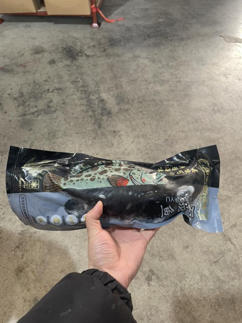 速冻新鲜石斑鱼多规格欢迎咨询！