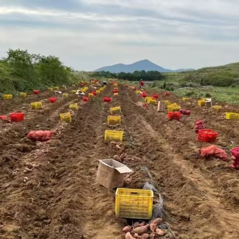 【榴莲蜜薯】夏津红薯/现货供应/对接批发电商团购商超