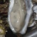 野生海蛎子小花边