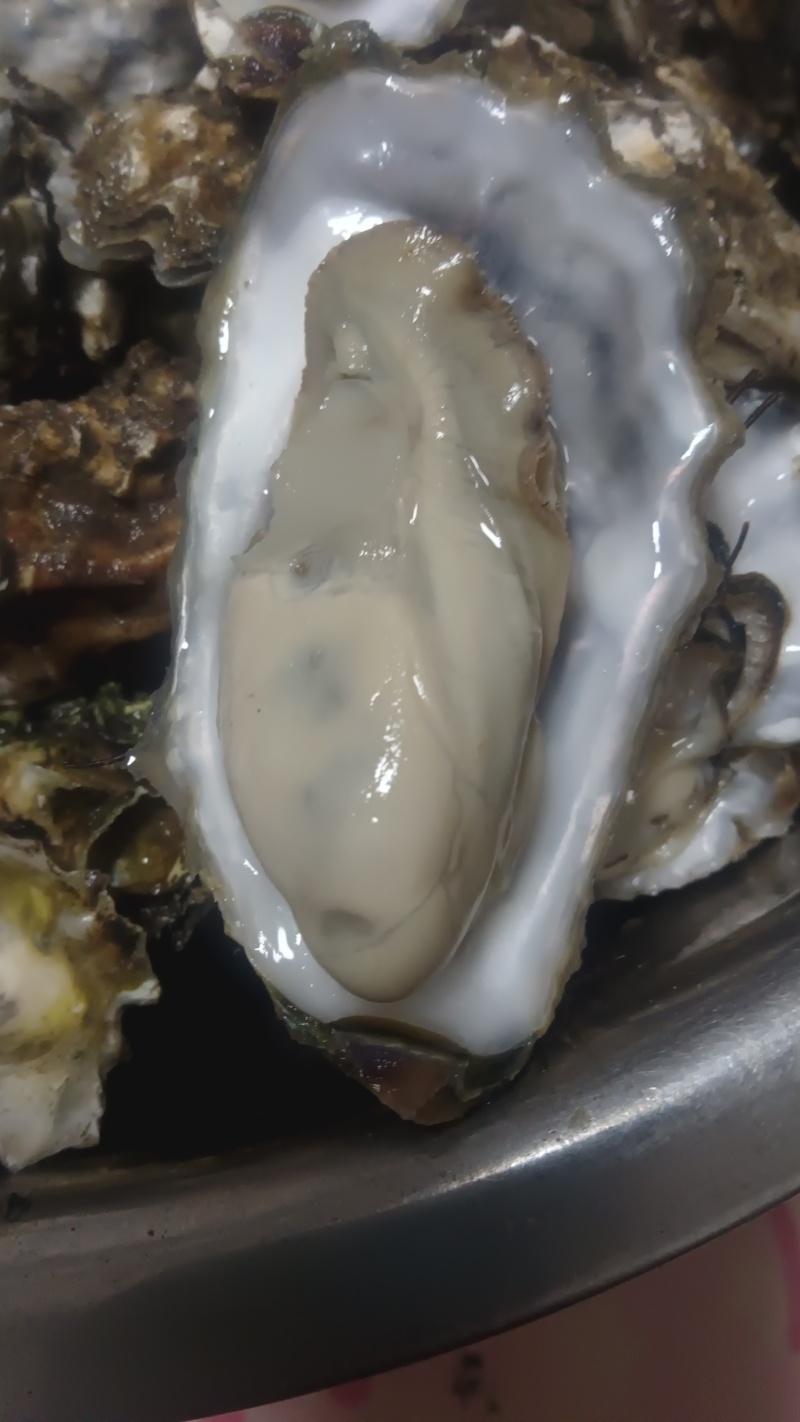 野生海蛎子小花边