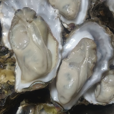 野生海蛎子小花边