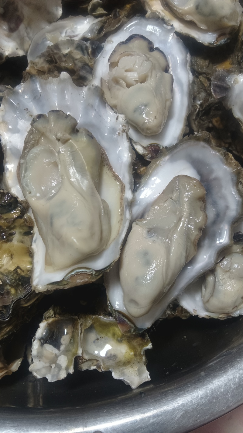 野生海蛎子小花边