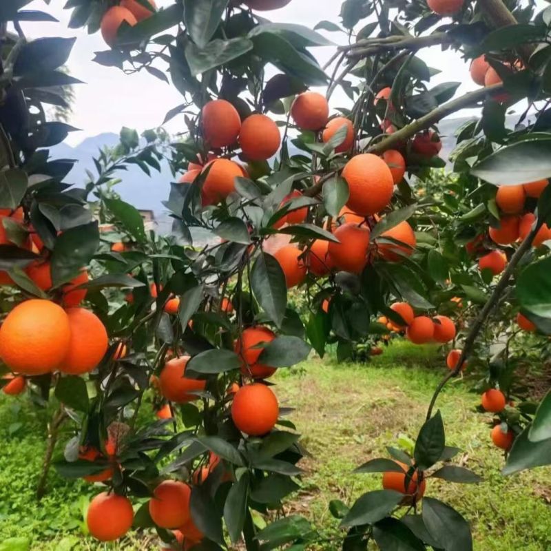 重庆奉节脐橙