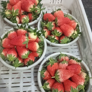 甜宝宁玉草莓