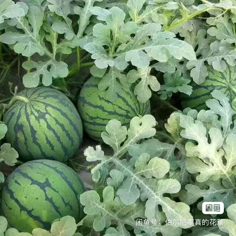 美都西瓜嫁接苗、直播苗，苗场直供品质保证，欢迎咨询