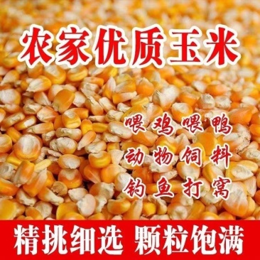 农家自种玉米精品大颗粒还有一万五千斤左右要的需要自己拉