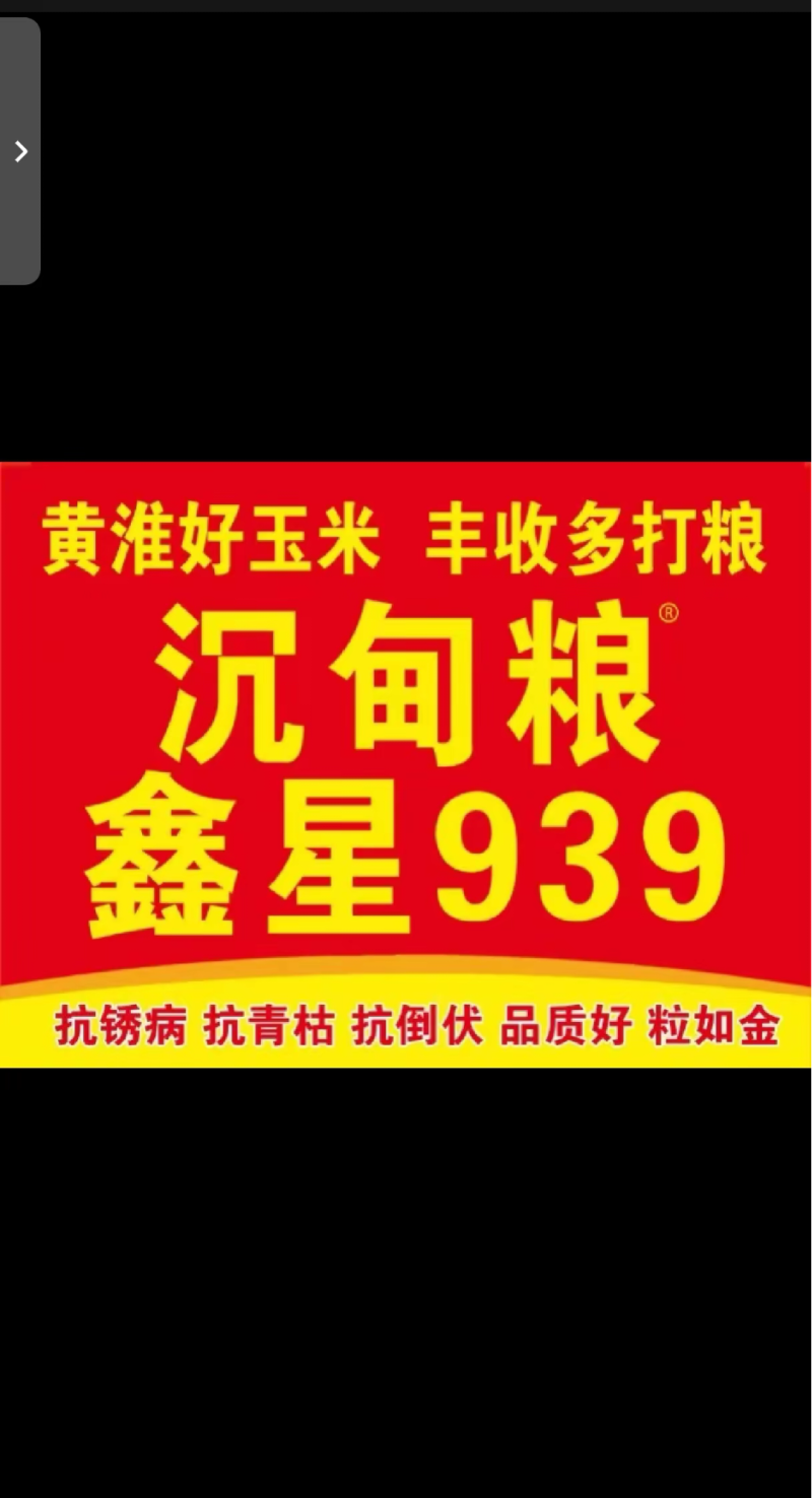 鑫星939玉米种子可稀植也可密植1春播夏播都是可以
