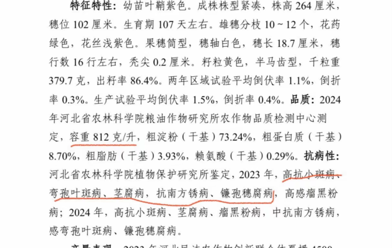鑫星939玉米种子可稀植也可密植1春播夏播都是可以