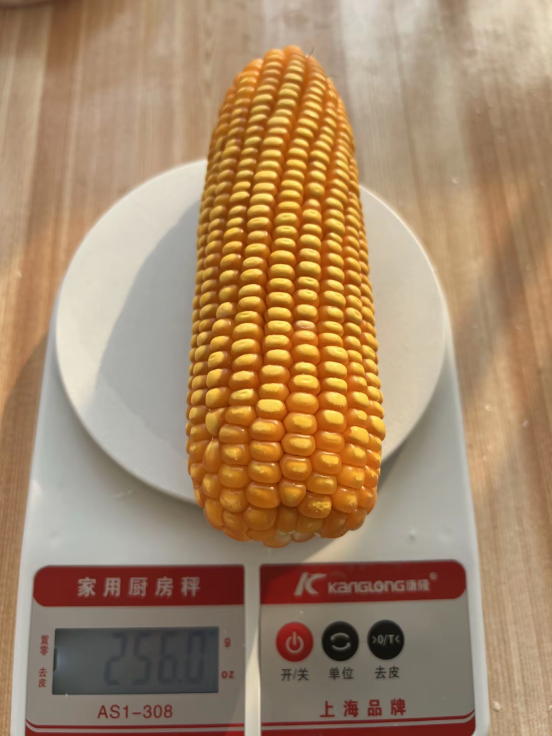 鑫星939玉米种子可稀植也可密植1春播夏播都是可以