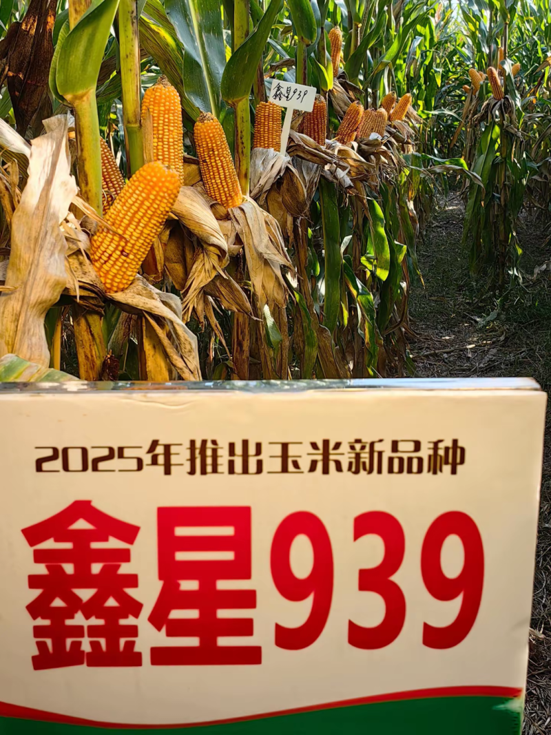 鑫星939玉米种子可稀植也可密植1春播夏播都是可以