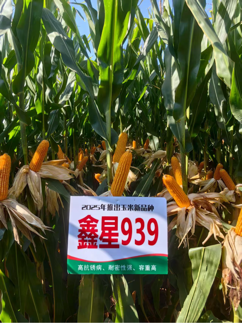 鑫星939玉米种子可稀植也可密植1春播夏播都是可以