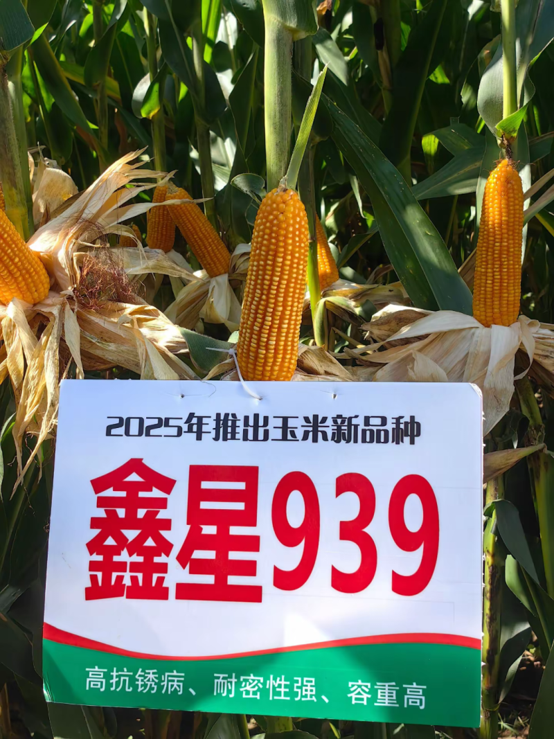 鑫星939玉米种子可稀植也可密植1春播夏播都是可以