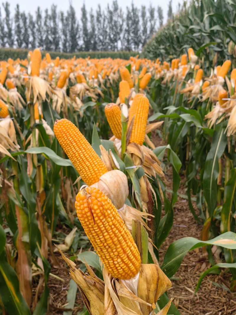 鑫星939玉米种子可稀植也可密植1春播夏播都是可以