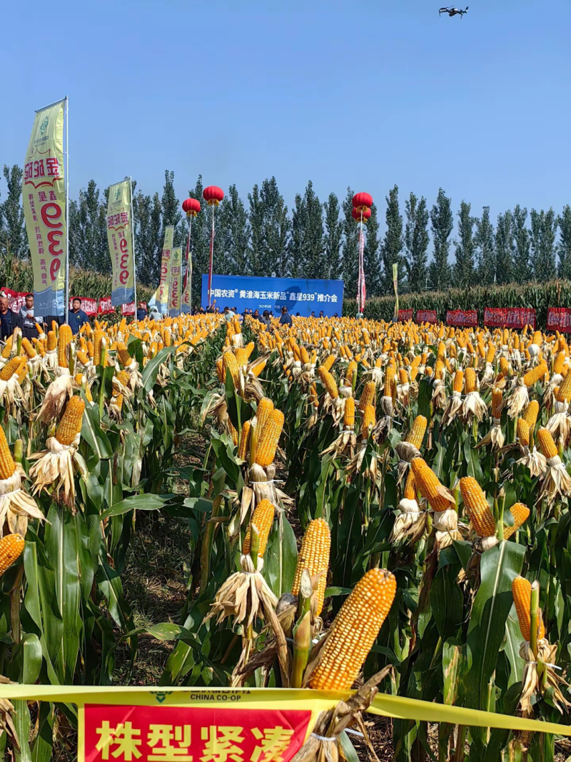 鑫星939玉米种子可稀植也可密植1春播夏播都是可以