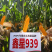鑫星939玉米种子可稀植也可密植1春播夏播都是可以