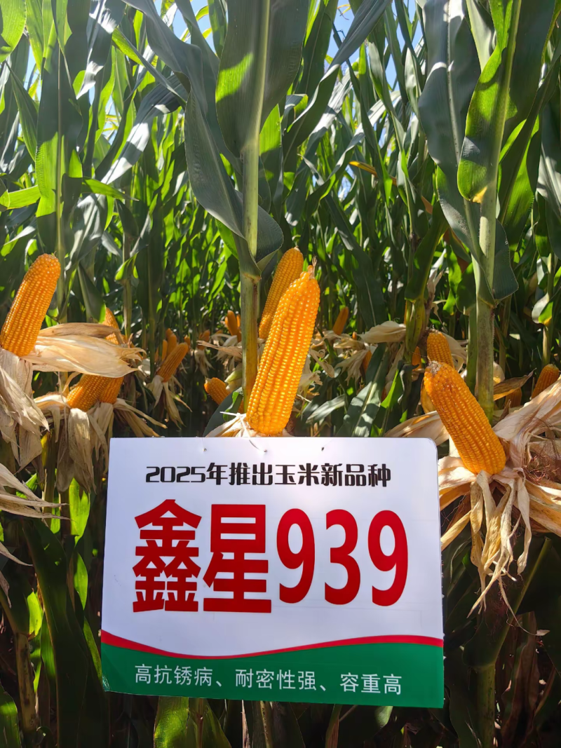 鑫星939玉米种子可稀植也可密植1春播夏播都是可以