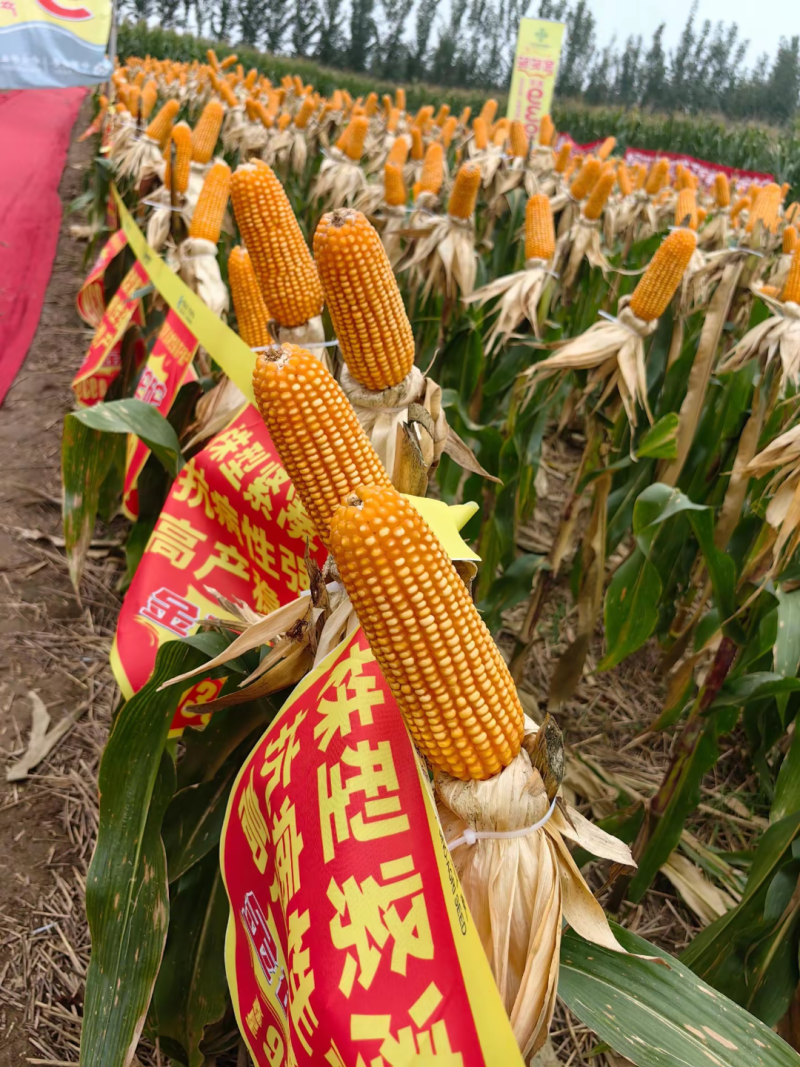 鑫星939玉米种子可稀植也可密植1春播夏播都是可以