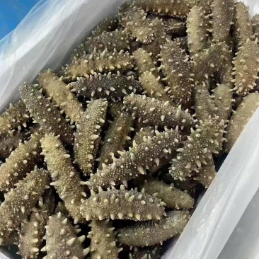 各种海参加工批发