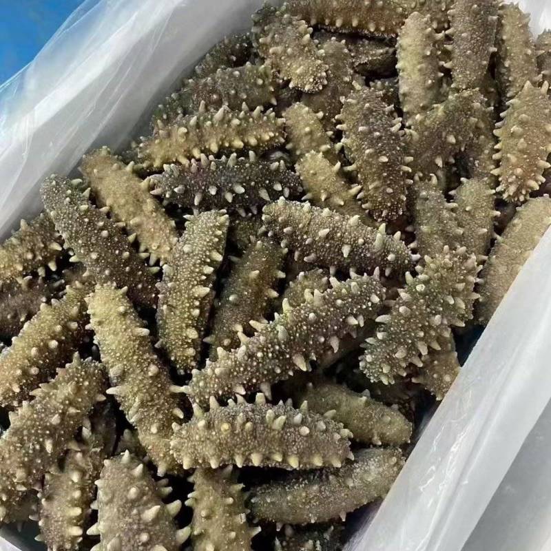 各种海参加工批发
