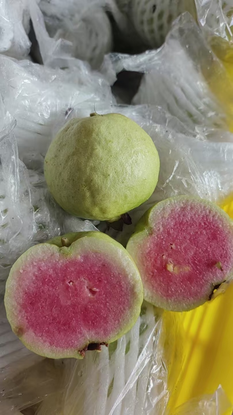 专业荔枝西瓜番石榴市场电商果工厂果