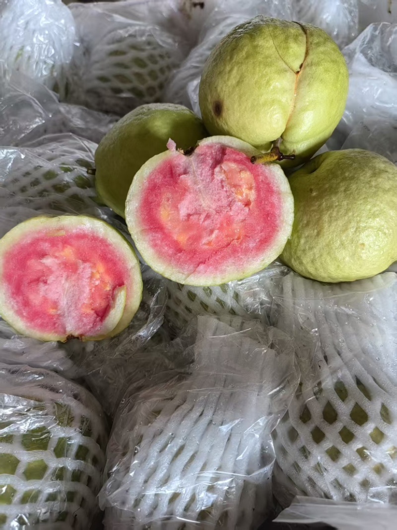 专业荔枝西瓜番石榴市场电商果工厂果