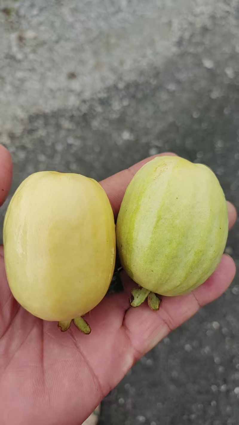 专业荔枝西瓜番石榴市场电商果工厂果