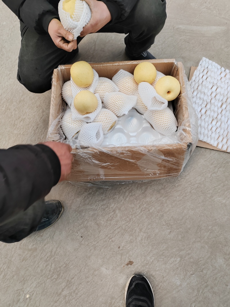 皇冠梨河北赵县梨，常年大量供应，实力代办量大从优欢迎电联