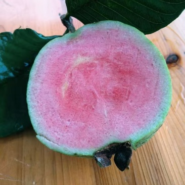 专业荔枝西瓜番石榴市场电商果工厂果