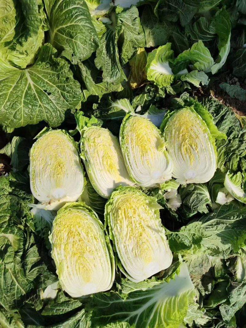 湖北天门精品黄心大白菜456