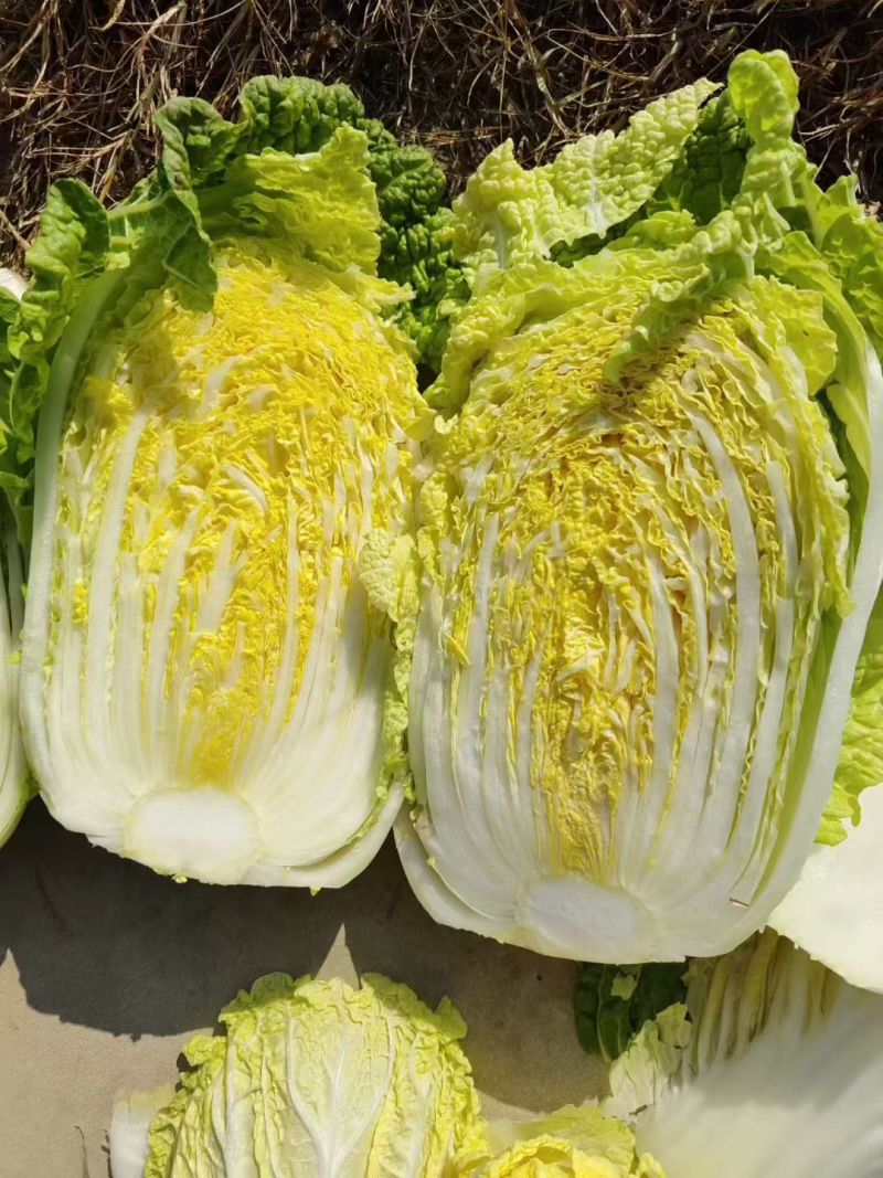 湖北天门精品黄心大白菜456