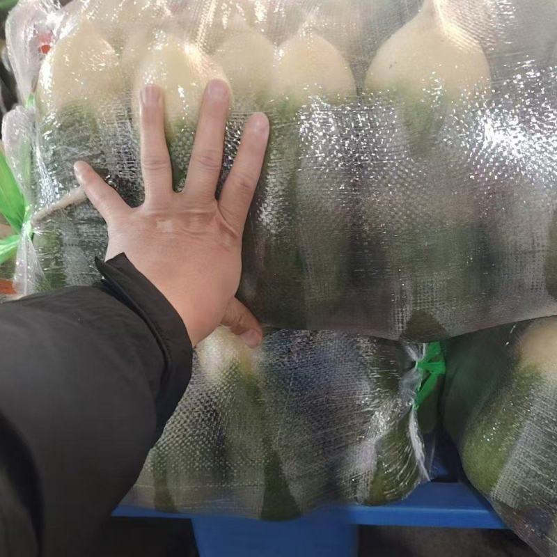 湖北沙洋水果萝卜大量有货，新鲜量大，规格齐全，全国发货