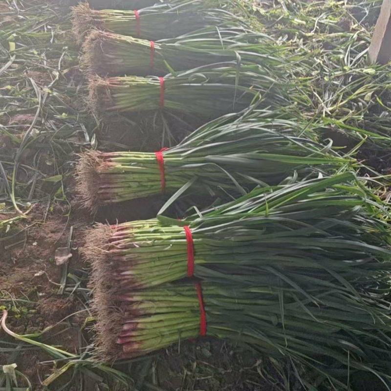 精品发货红根蒜苗协助装车专业代收代发供货量大进店咨询