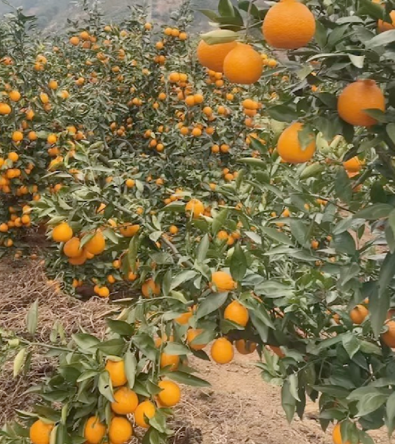 汉源黄果柑大量上市，皮薄汁水饱满