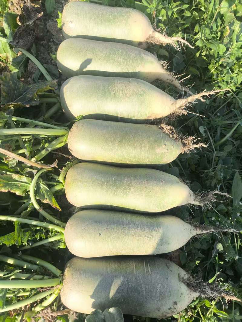 湖北沙洋水果萝卜大量有货，新鲜量大，规格齐全，全国发货