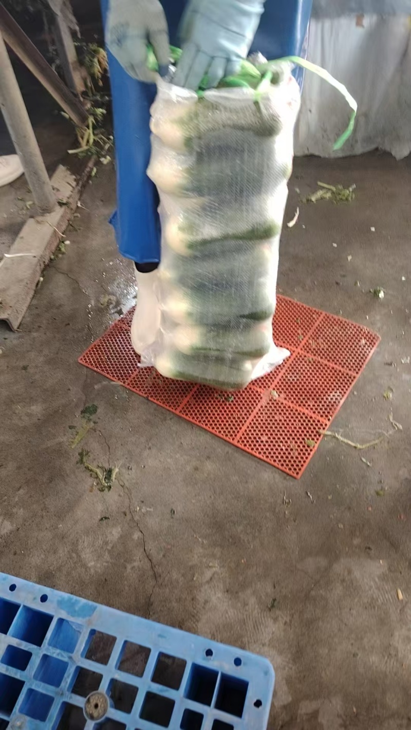 湖北沙洋水果萝卜大量有货，新鲜量大，规格齐全，全国发货