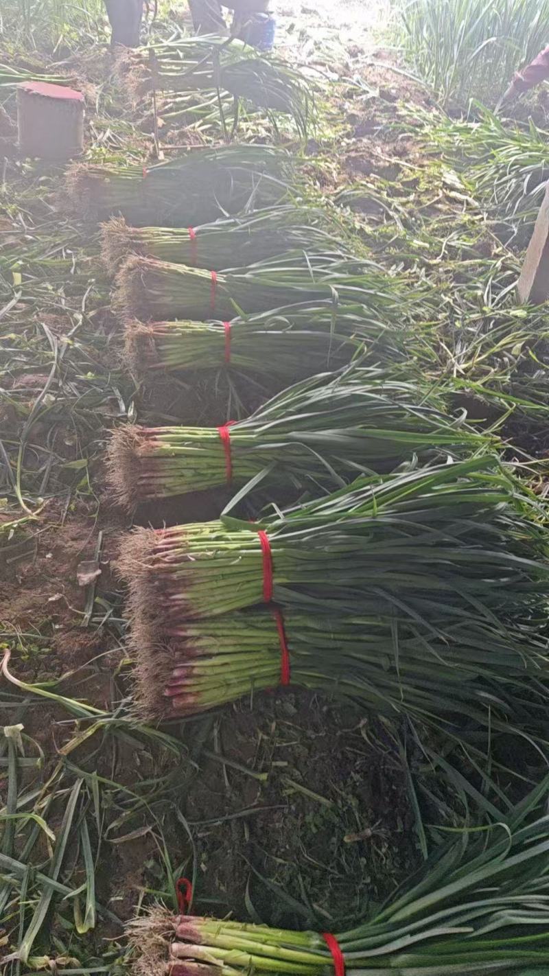 精品发货红根蒜苗协助装车专业代收代发供货量大进店咨询