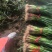 精品发货红根蒜苗协助装车专业代收代发供货量大进店咨询