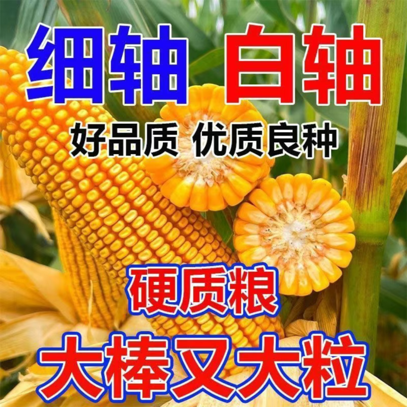 郑单958玉米种子国审玉米种子白轴大棒子玉米种北京德农总