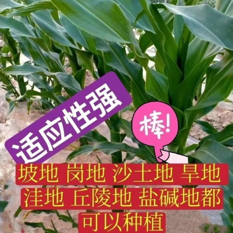 郑单958玉米种子国审玉米种子白轴大棒子玉米种北京德农总