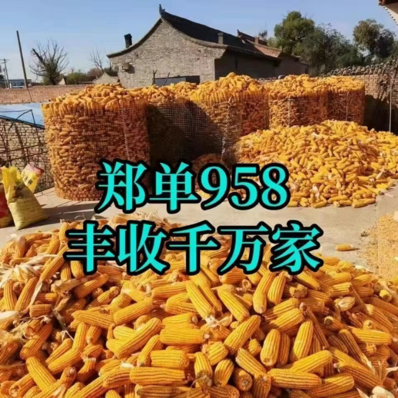 郑单958玉米种子国审玉米种子白轴大棒子玉米种北京德农总