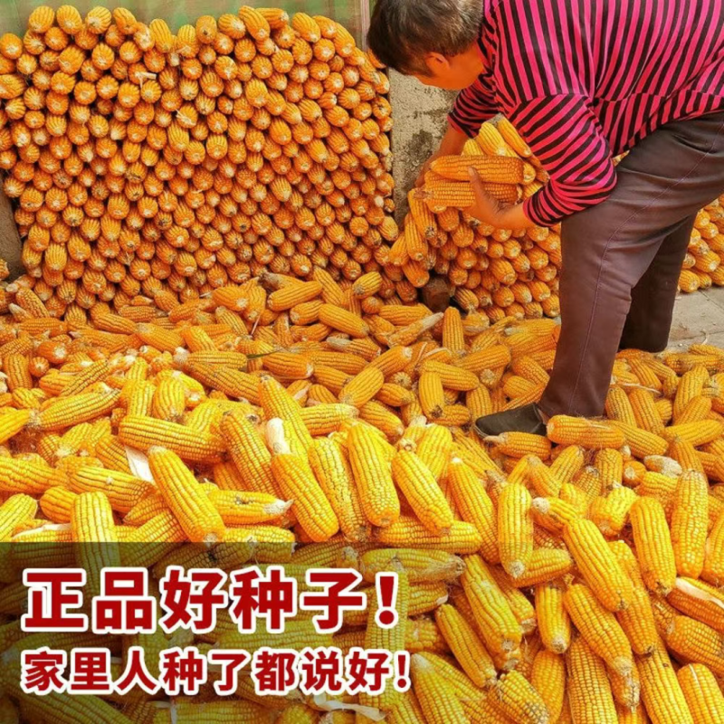 郑单958玉米种子国审玉米种子白轴大棒子玉米种北京德农总