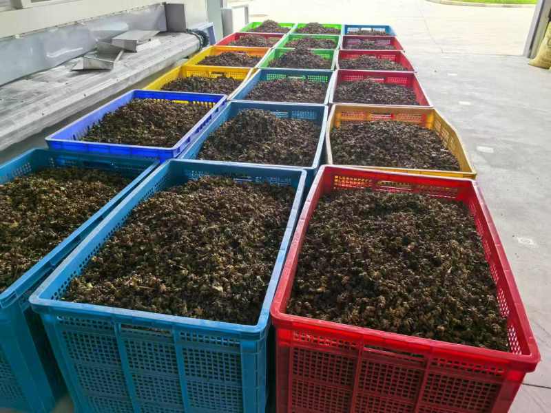 新货水烫无硫大红八角足干富宁八角百色大红八角带批次检